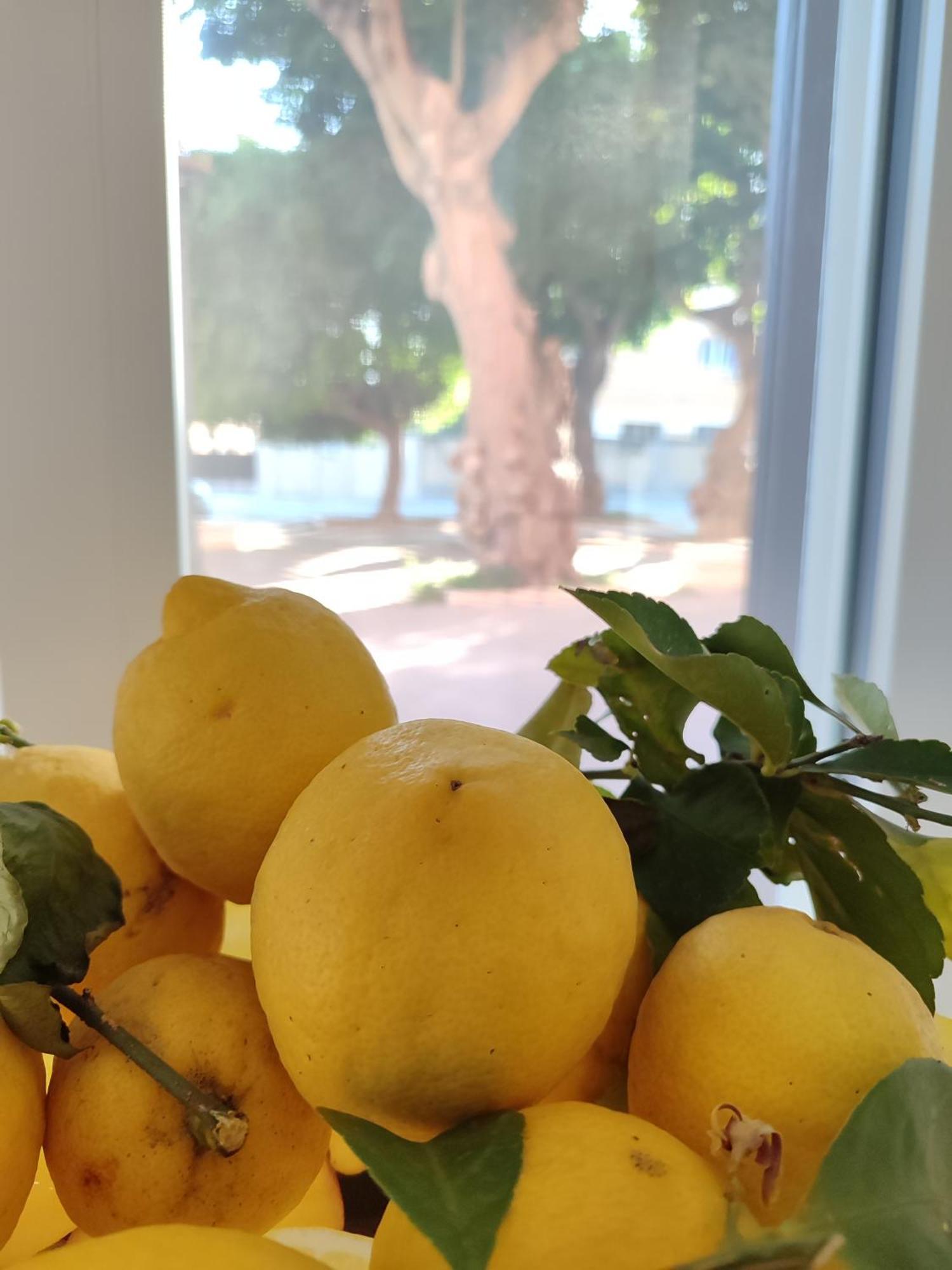 טרפאני Alla Marina Da Pina מראה חיצוני תמונה