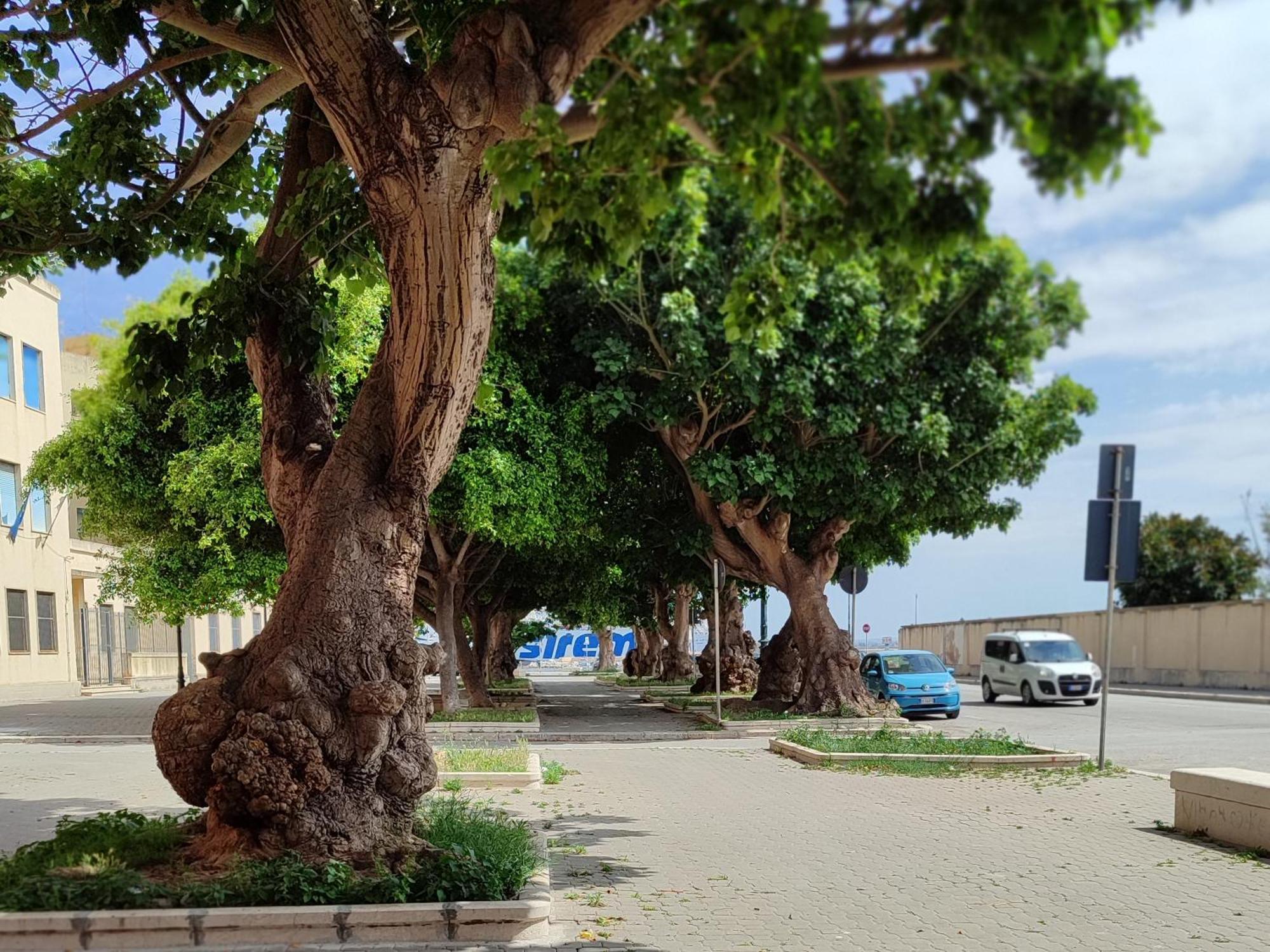 טרפאני Alla Marina Da Pina מראה חיצוני תמונה